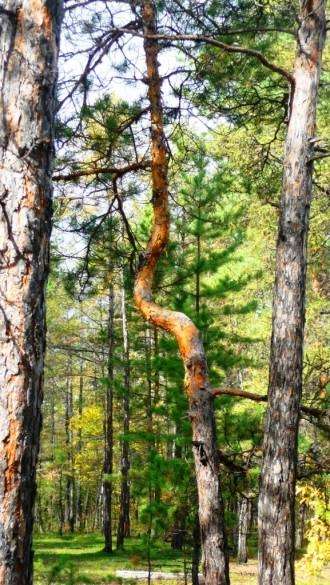 Дерева-мутанти маганского тракту (15 фото)
