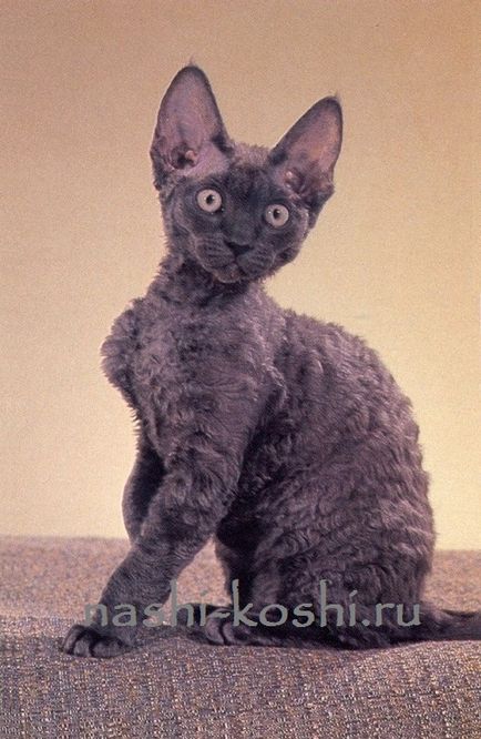 Девон-рекс - котячий ельф (фото, кішки, кошенята, про породу), все про кішок