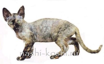 Devon Rex - elf de pisică (fotografie, pisică, pisoi, despre rasă), totul despre pisici