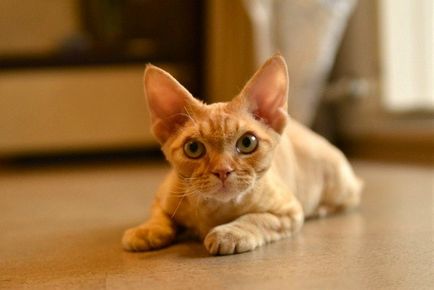 Devon Rex, adevărata pisică engleză