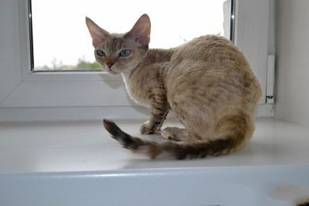 Devon Rex, adevărata pisică engleză