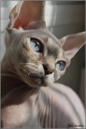 Devon Rex, adevărata pisică engleză