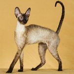 Devonshire Rex Blue și alte culori cât costă, fotografie, unde să cumpere și o descriere a rasei și a ei