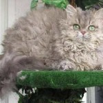 Devonshire Rex сини и други цветове като необходими, снимки, къде да се купуват и описание порода и нейното