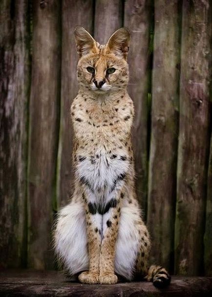 Pisicile sălbatice sunt slugă (leptailurus serval) - tehnopolis mâine