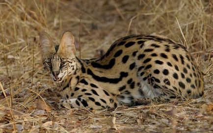 Pisicile sălbatice sunt slugă (leptailurus serval) - tehnopolis mâine