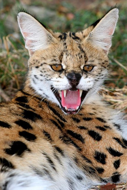 Pisicile sălbatice sunt slugă (leptailurus serval) - tehnopolis mâine