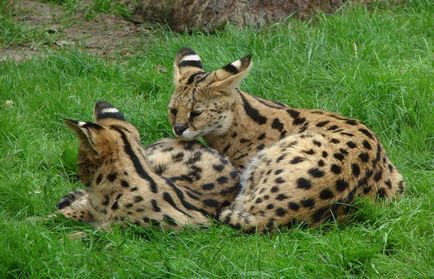 Pisicile sălbatice sunt slugă (leptailurus serval) - tehnopolis mâine