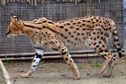 Pisicile sălbatice sunt slugă (leptailurus serval) - tehnopolis mâine