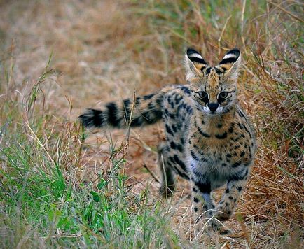 Pisicile sălbatice sunt slugă (leptailurus serval) - tehnopolis mâine