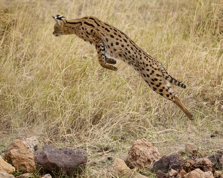 Pisicile sălbatice sunt slugă (leptailurus serval) - tehnopolis mâine