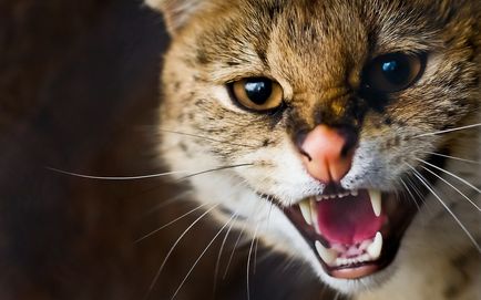 Pisicile sălbatice sunt slugă (leptailurus serval) - tehnopolis mâine