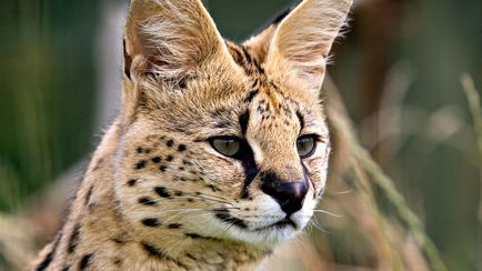 Pisicile sălbatice sunt slugă (leptailurus serval) - tehnopolis mâine