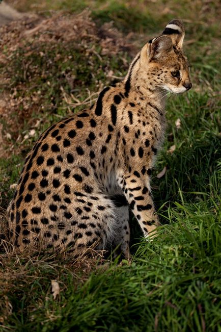 Pisicile sălbatice sunt slugă (leptailurus serval) - tehnopolis mâine