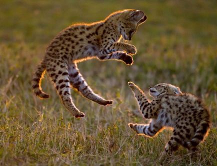 Дикі кішки сервал (leptailurus serval) - технополіс завтра