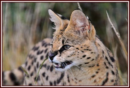 Serval дива котка (leptailurus сервал) - Технополис утре