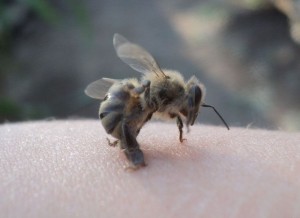 Дикі бджоли фото, відео