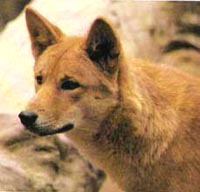Дінго, австралійський дінго (canis dingo), господар континенту, австралія, хижак, тілацин,
