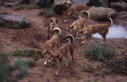 Dingo - un vânător viclean al preierilor australieni - lumea sălbatică sălbatică