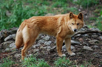 Dingo - un vânător viclean al preierilor australieni - lumea sălbatică sălbatică