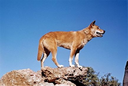 Dingo - un vânător viclean al preierilor australieni - lumea sălbatică sălbatică