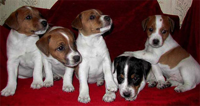 Jack Russell terrier - Fajtajegyei, a gondozás és a képzés - a szeretet háziállat