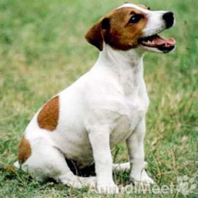 Jack Russell Terrier - caracteristici de rasă, îngrijire și formare - întâlnirea cu animalele de companie