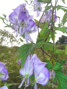 Enciclopedia de plante aconite (luptător)