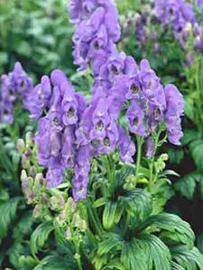 Enciclopedia de plante aconite (luptător)