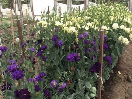 Eustoma plantare și îngrijire, reproducere, înflorire, transplant, hibernare, boli, fotografie și video