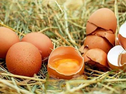 Európa megdöbbent tojás mérgezés Oroszország úgy tesz, mintha minden rendben van - a cég