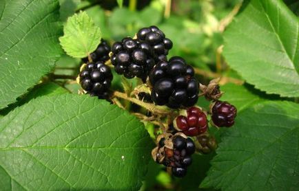 Blackberry reproducere, cultivare