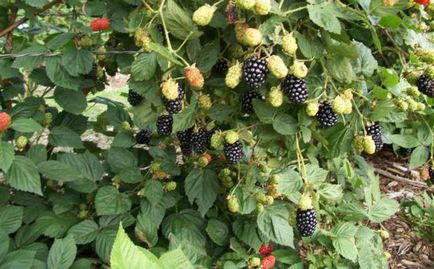 Blackberry tenyésztés, földművelés,