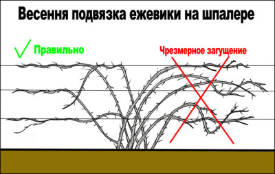 Ожина догляд і вирощування бізнес на дачі