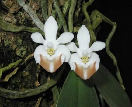 Phalaenopsis mini și phalaenopsis miniatura - care este diferența