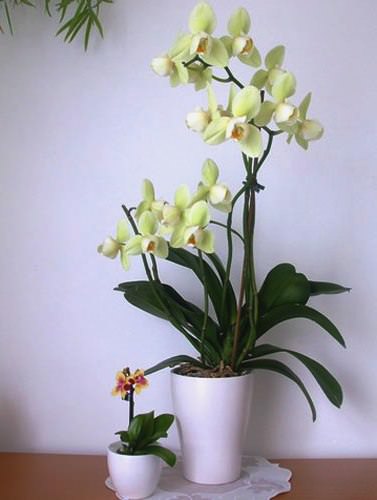 Phalaenopsis mini és mini Phalaenopsis - mi a különbség