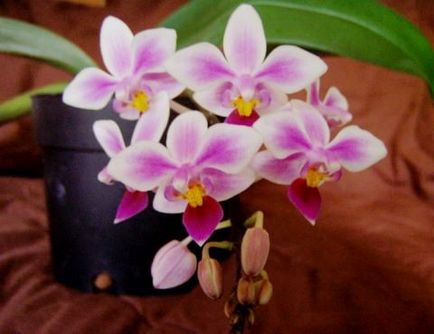 Phalaenopsis mini și phalaenopsis miniatura - care este diferența