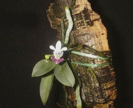 Phalaenopsis mini și phalaenopsis miniatura - care este diferența
