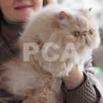 Sistemul felinologic pca, totul despre pisicile și pisicile de la Moscova