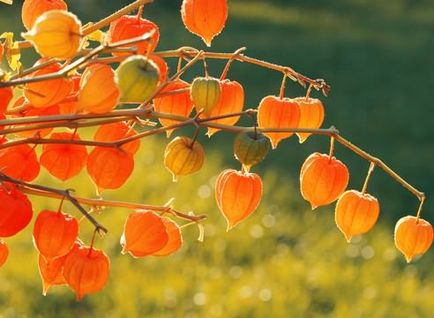 Colectarea Physalis, depozitare, rețete, a mers la grădină!