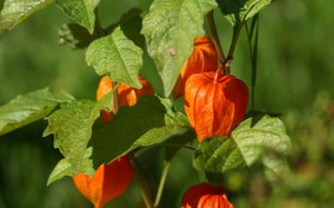 Physalis este fie o boabe, fie o legumă, un sezon de vară