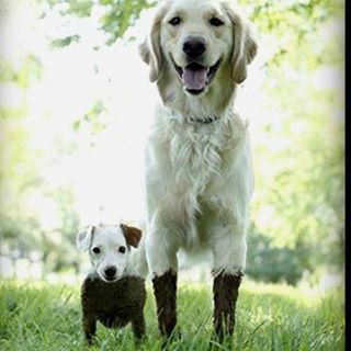 Imagini de câini sau pozitive în forma lor pură) - târg de meșteșugari - manual, manual