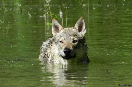 Фотографії собак або позитив в чистому вигляді) - ярмарок майстрів - ручна робота, handmade