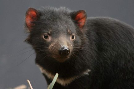 Fotografia Diavolului Tasmanian