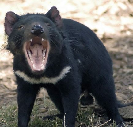 Fotografia Diavolului Tasmanian