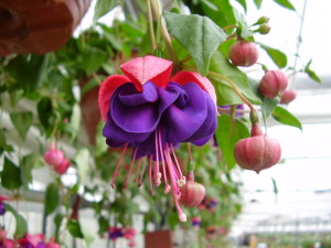 Fuchsia termesztési és ápolási otthon