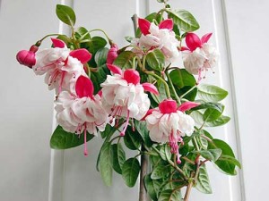 Fuchsia în creștere și îngrijire la domiciliu (fuchsia) Fuchsia crește și îngrijește acasă