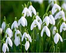 Galanthus, sau ninsoare, specii de plante de gradina