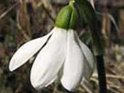 Galanthus, sau ninsoare, specii de plante de gradina