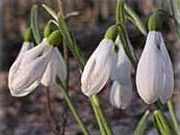 Galanthus, sau ninsoare, specii de plante de gradina